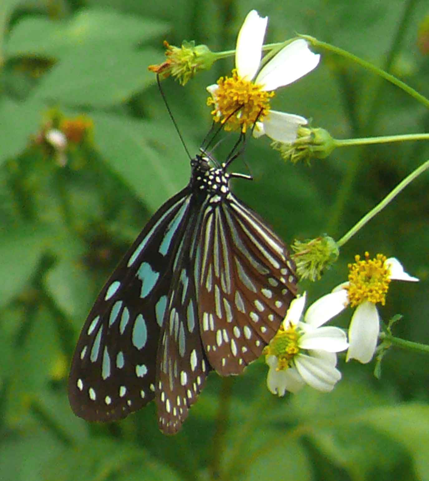 Ideopsis similis Ideopsis similis